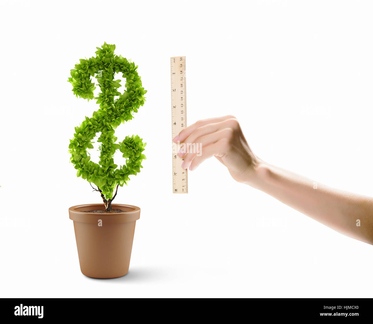 Money Ruler Human hand holding ruler and measuring money tree Stock Photo - Alamy