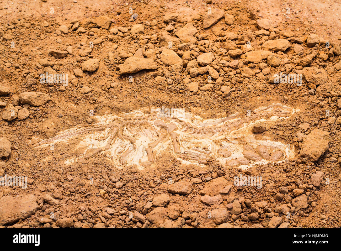 Skeleton and archaeological tools.Training for dig fossil.Simulated same as real digging. Stock Photo