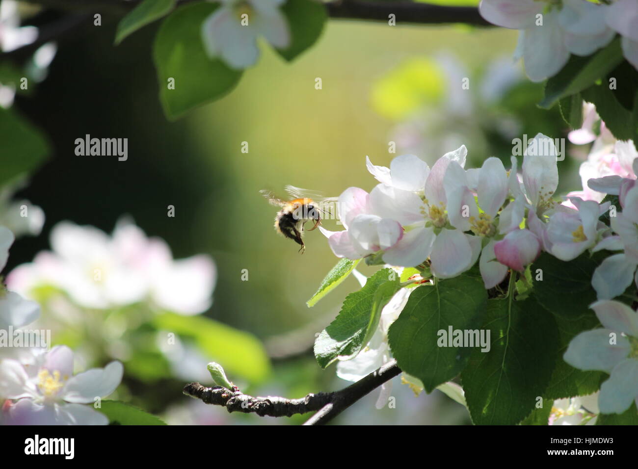 flight of the bumblebee Stock Photo Alamy