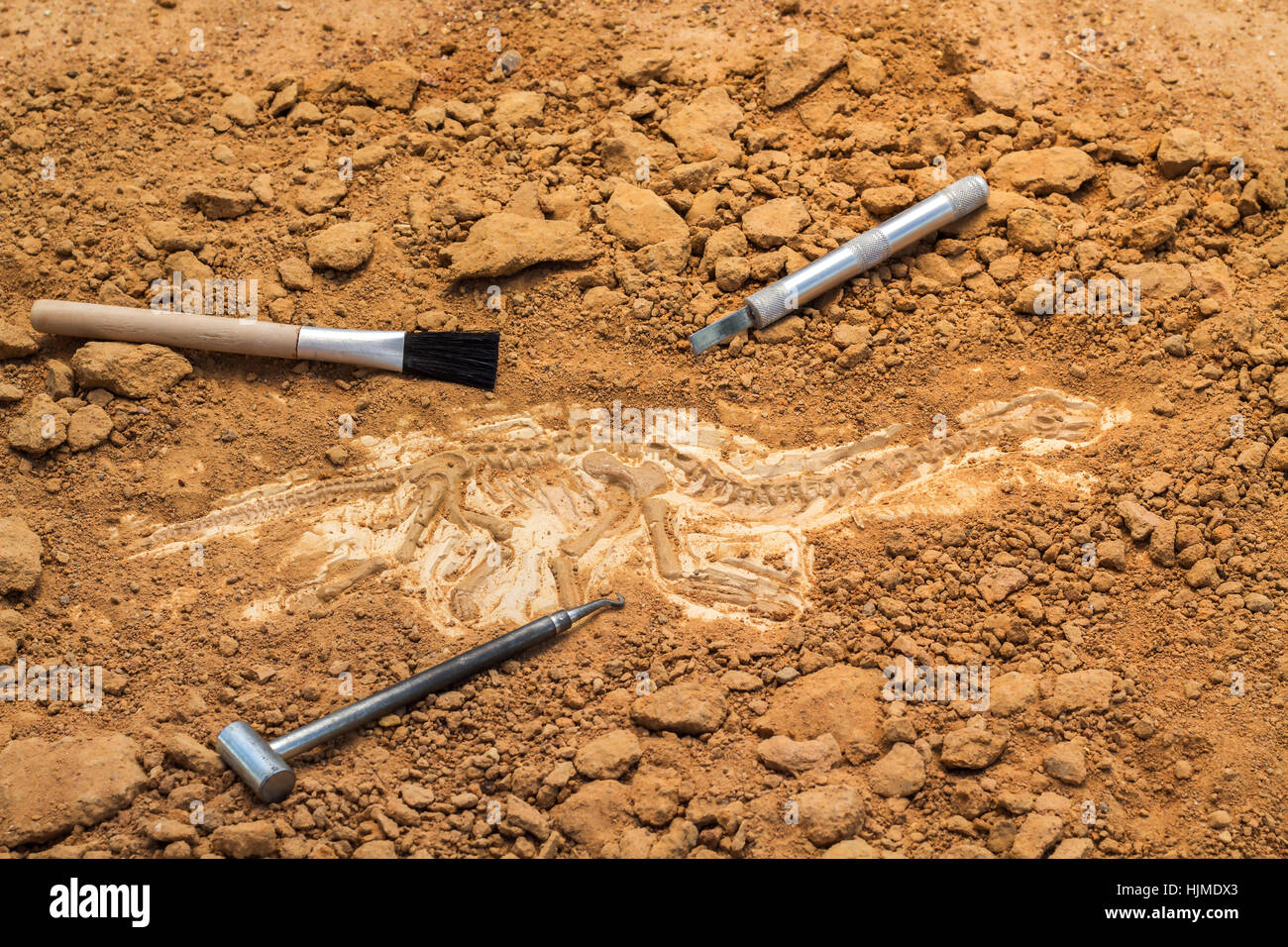 Skeleton and archaeological tools.Training for dig fossil.Simulated same as real digging. Stock Photo