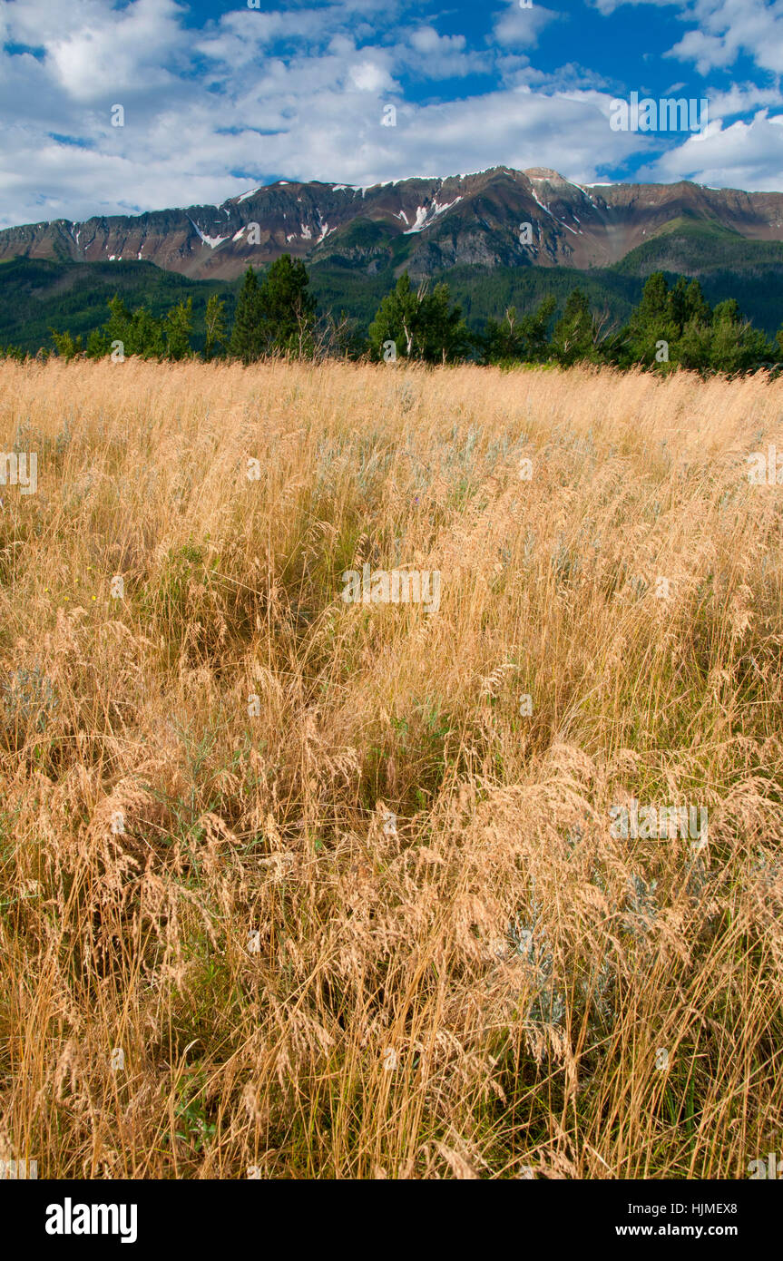 Grassland to Chief Joseph Mountain, Iwetemlaykin State Park, Joseph, Hells Canyon National Scenic Byway, Oregon Stock Photo