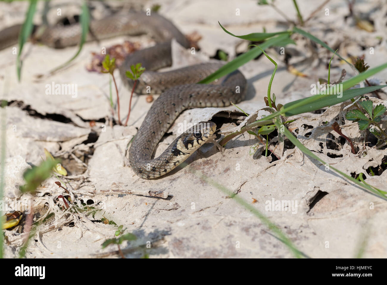 snake slithering on the ground in nature, note shallow depth of field ...