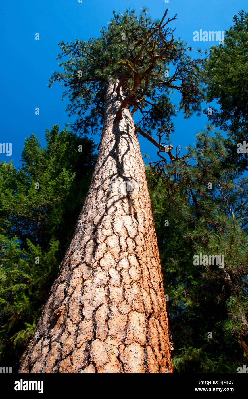 Ponderosa pine (Pinus ponderosa), WallowaWhitman National Forest