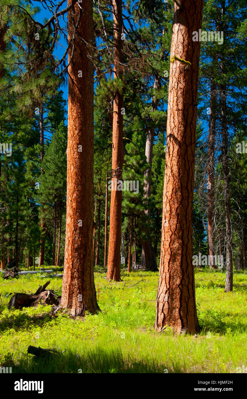 Ponderosa pine (Pinus ponderosa), WallowaWhitman National Forest