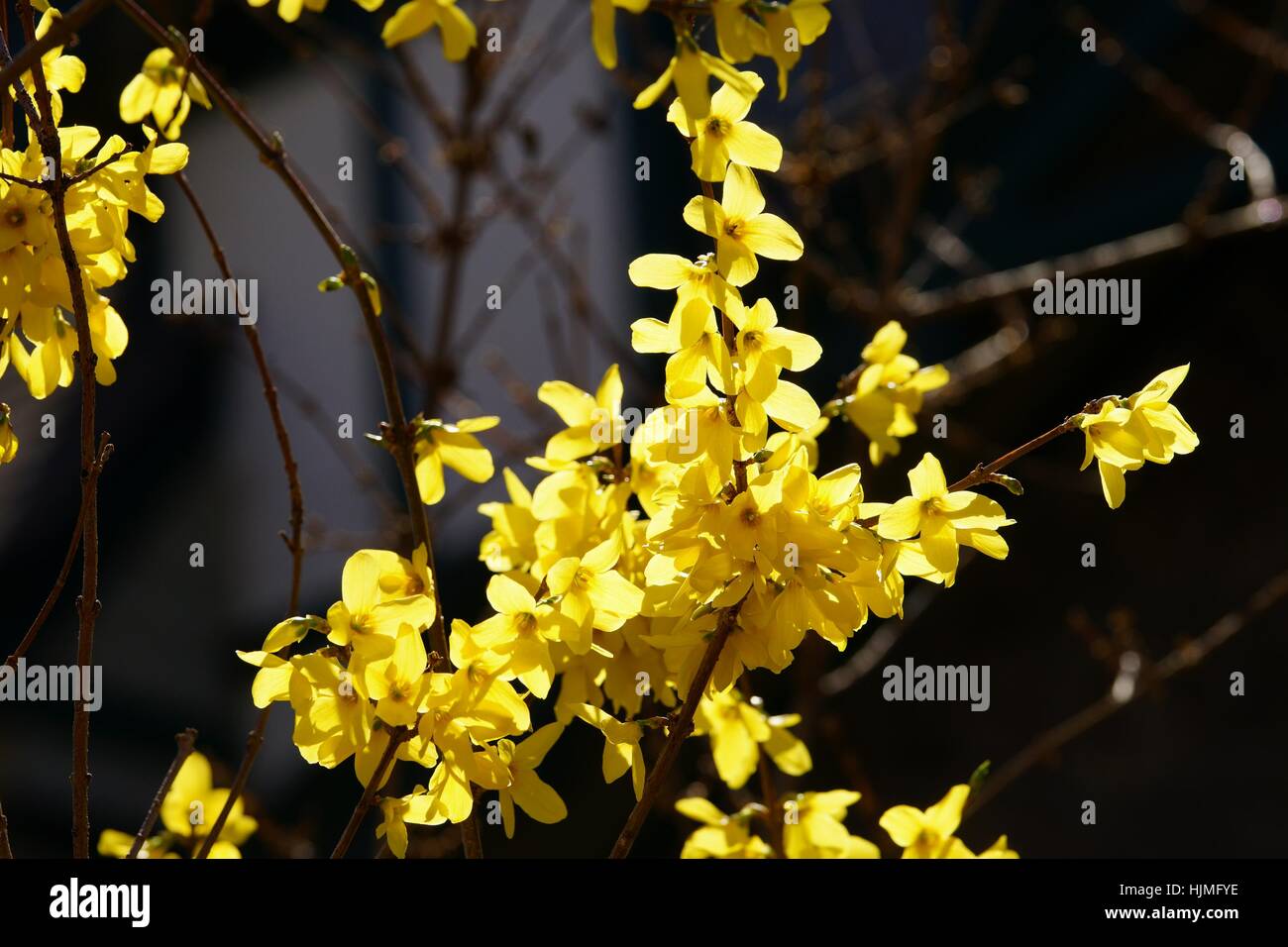Forsythia branches covered with yellow blossom over dark background Stock Photo