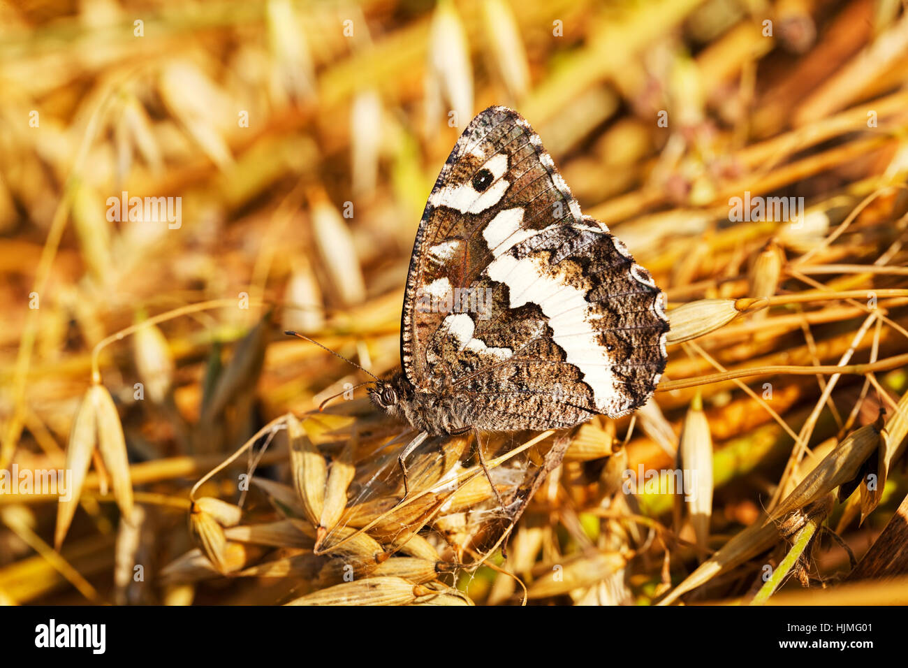 butterfly Brintesia circe on the dry grass in nature, note shallow depth of field Stock Photo