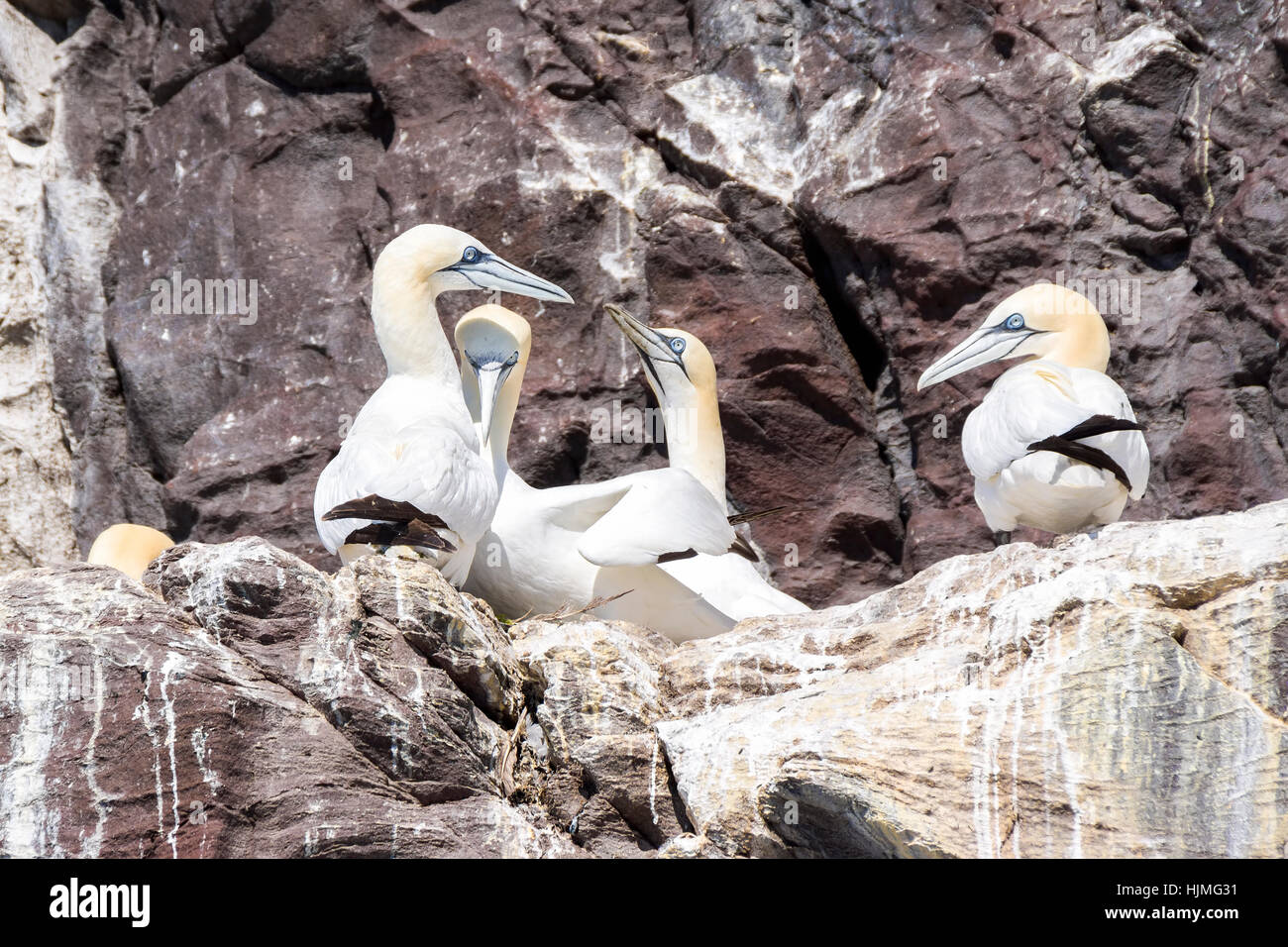 UK, Scotland, East Lothian, Northern Gannets on Bass Rock Stock Photo