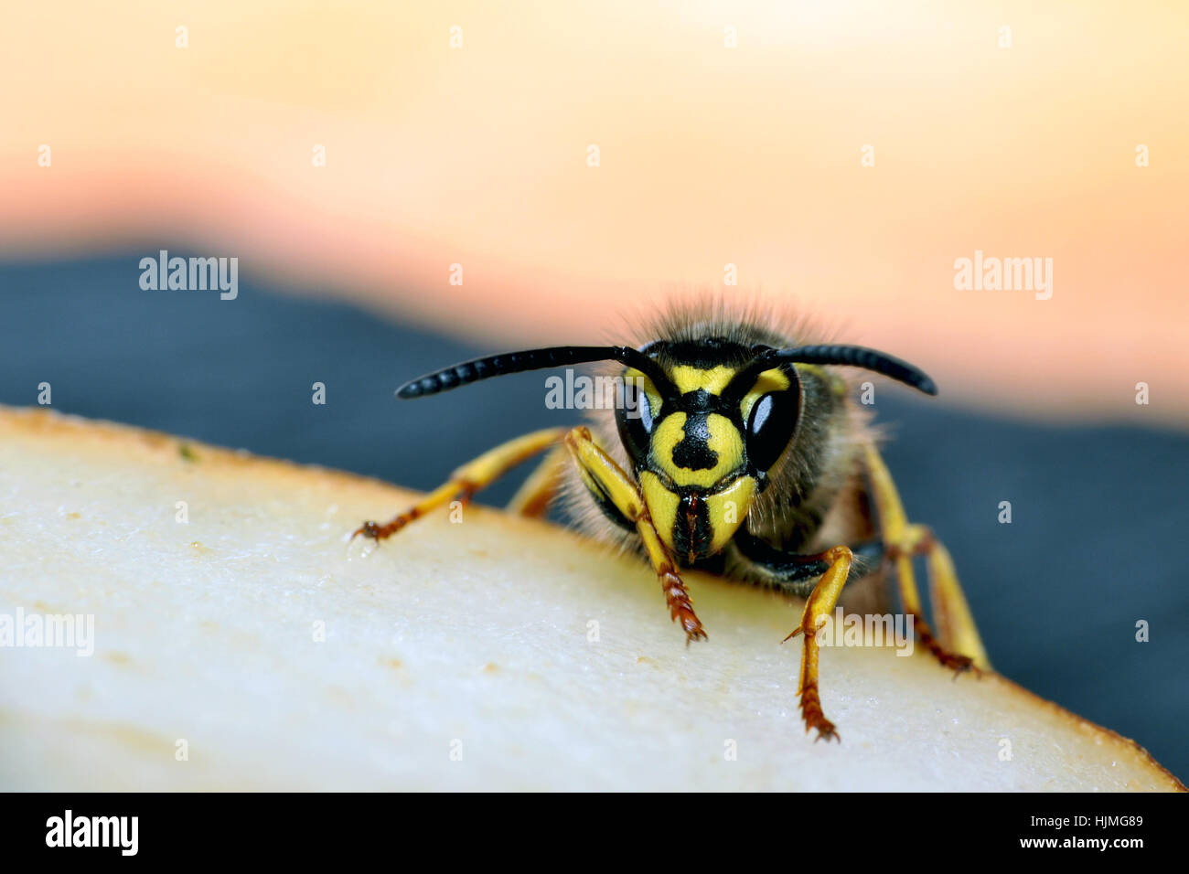 insect, insects, black, swarthy, jetblack, deep black, wasp, yellow ...