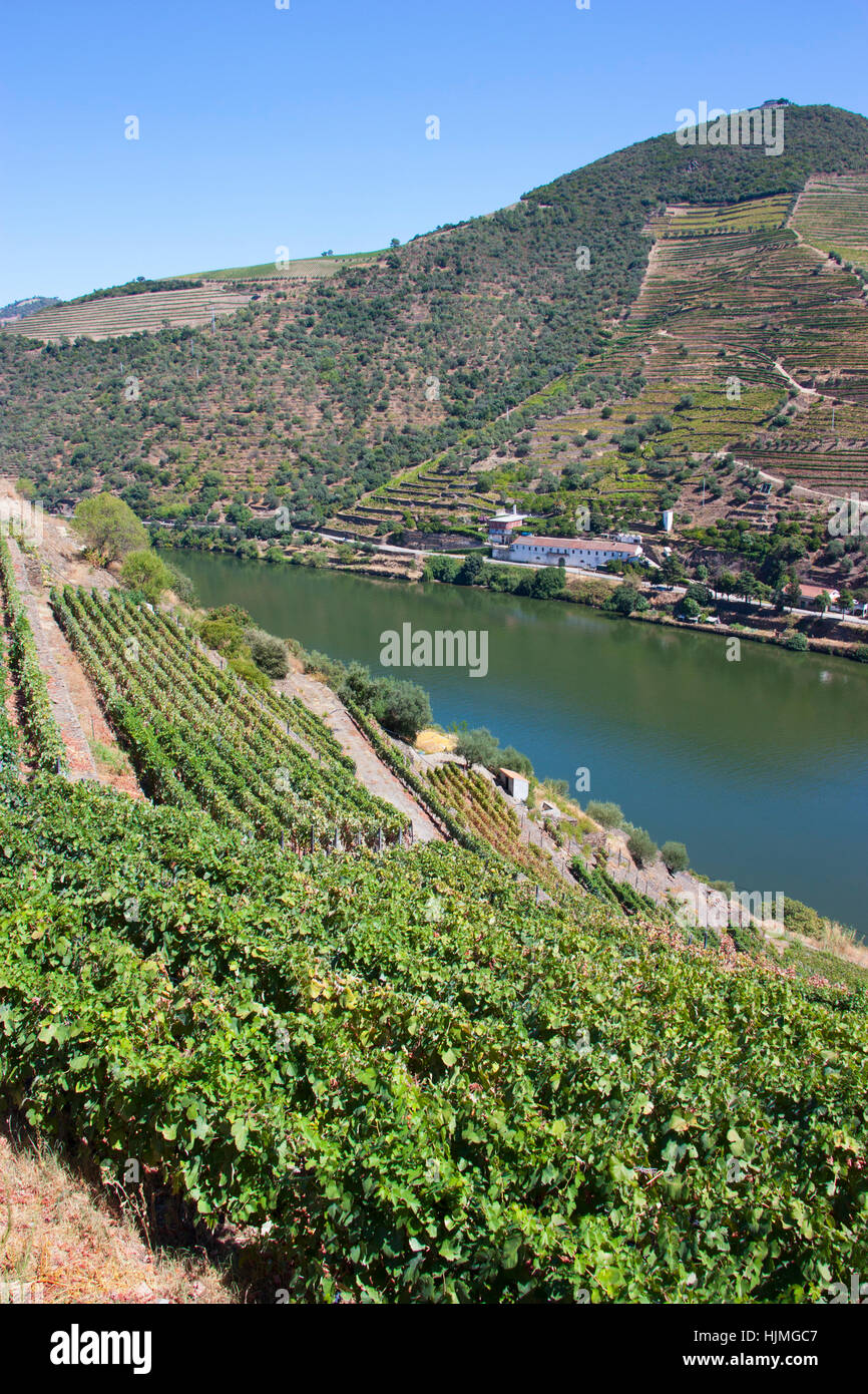Douro river vineyards portugal europe hires stock photography and
