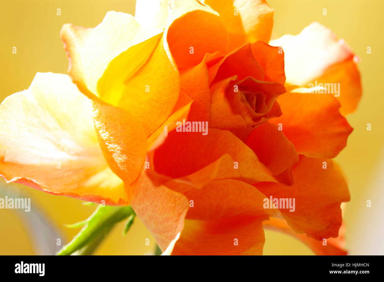 A Single Orange Rose - Fascination in the Language of Flowers  Jane Ann Butler Photography JABP1780 Stock Photo