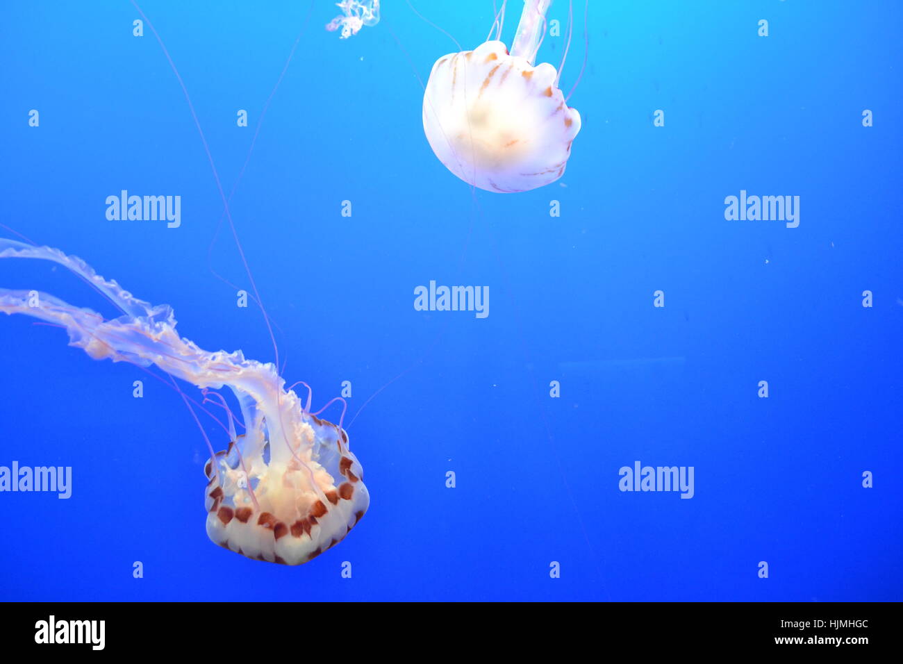 jellyfish in water at aquarium Stock Photo Alamy