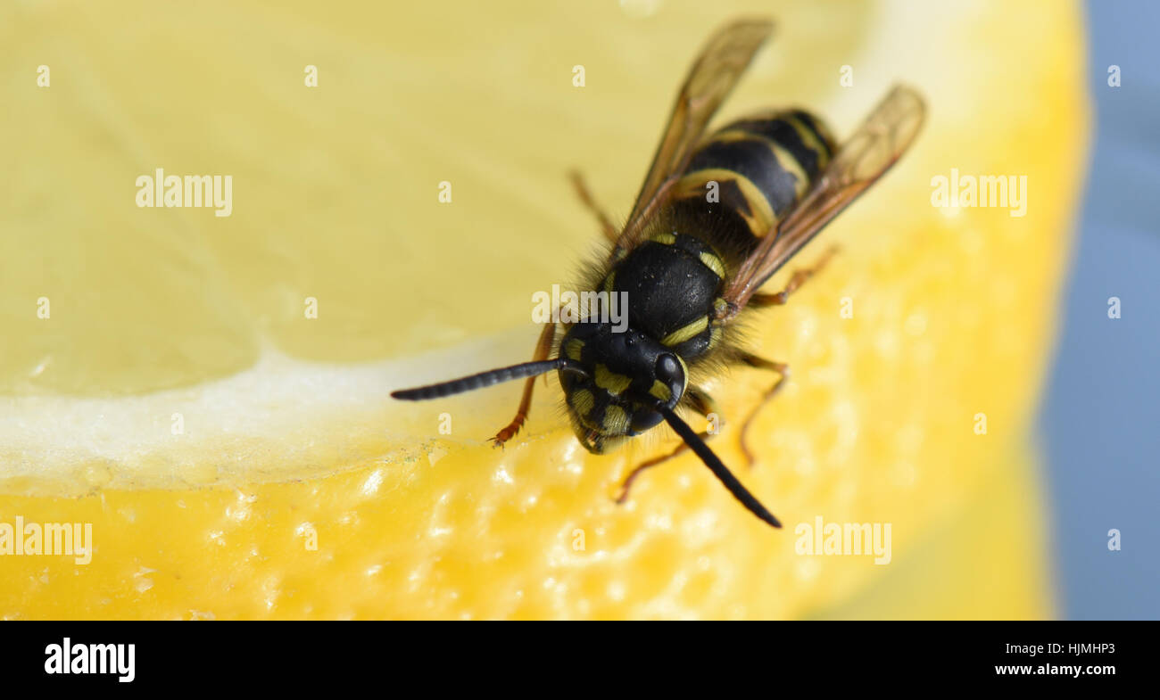 Live Wasp visiting a slice of lemon Stock Photo Alamy
