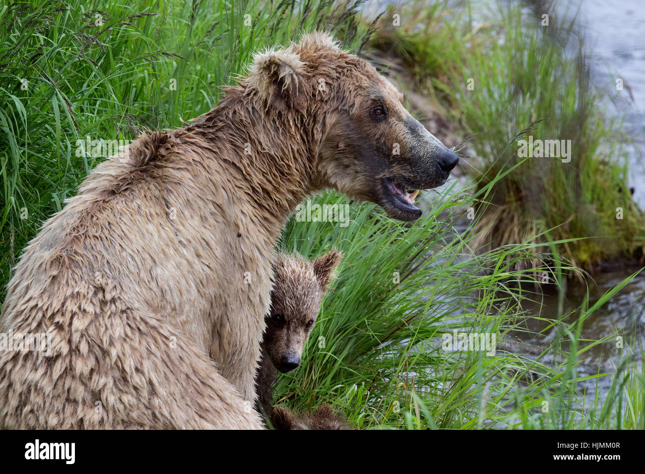 Katmai Brown Bears fishing for Salmon at Brooks Falls. Yearling bear ...