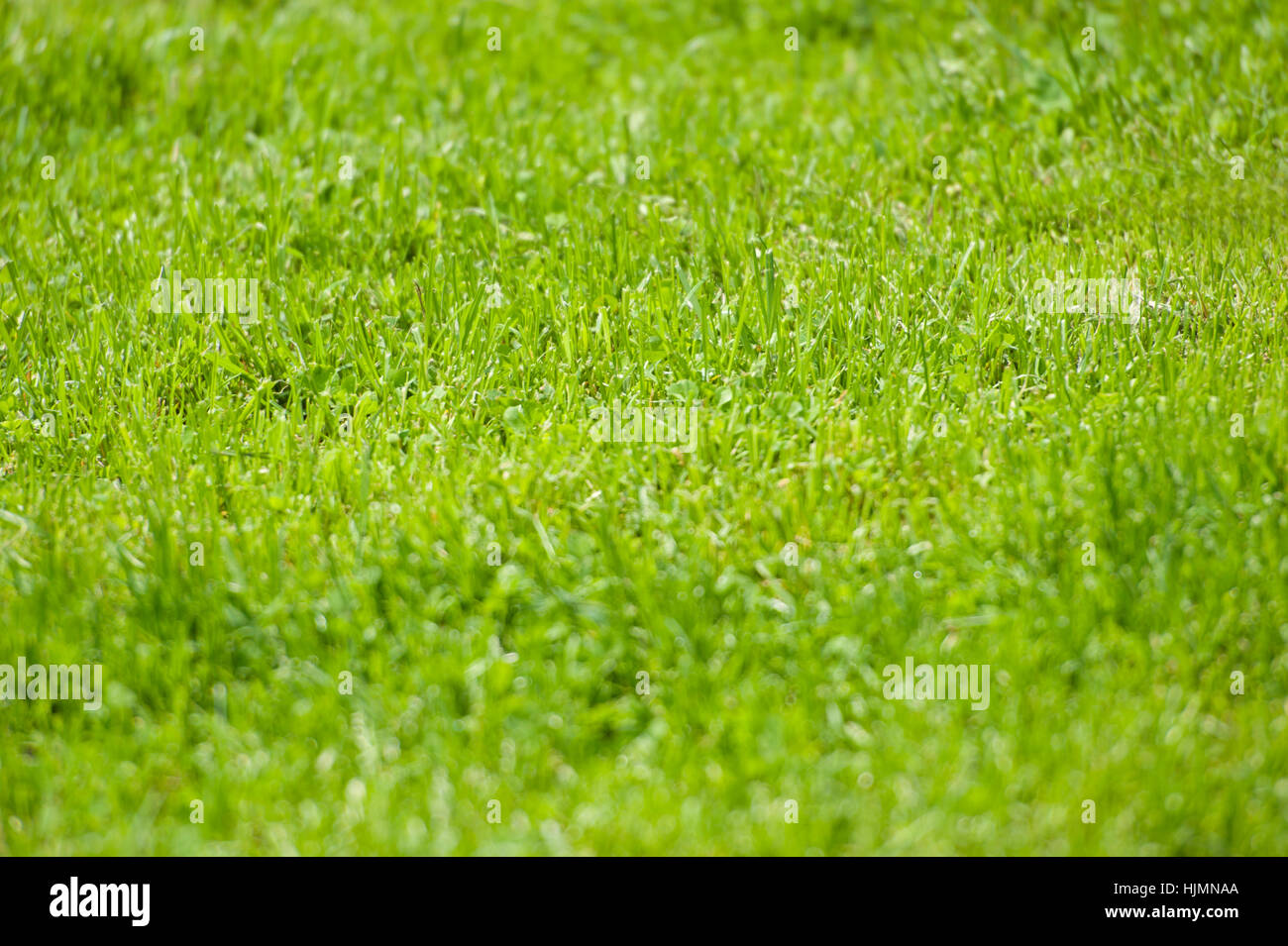 park, garden, golf course, gardens, meadow, football ground, football