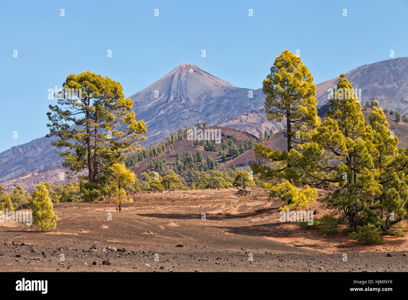 Tenerife volcano El Teide national park with pine tree forest on lower slopes Stock Photo