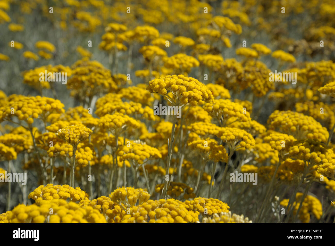 Curry-plant, Helichrysum italicum Stock Photo