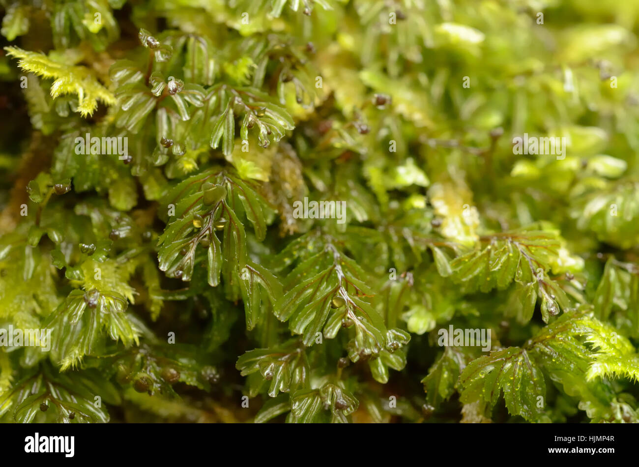 Wilson's Filmy-fern, Hymenophyllum wilsonii Stock Photo