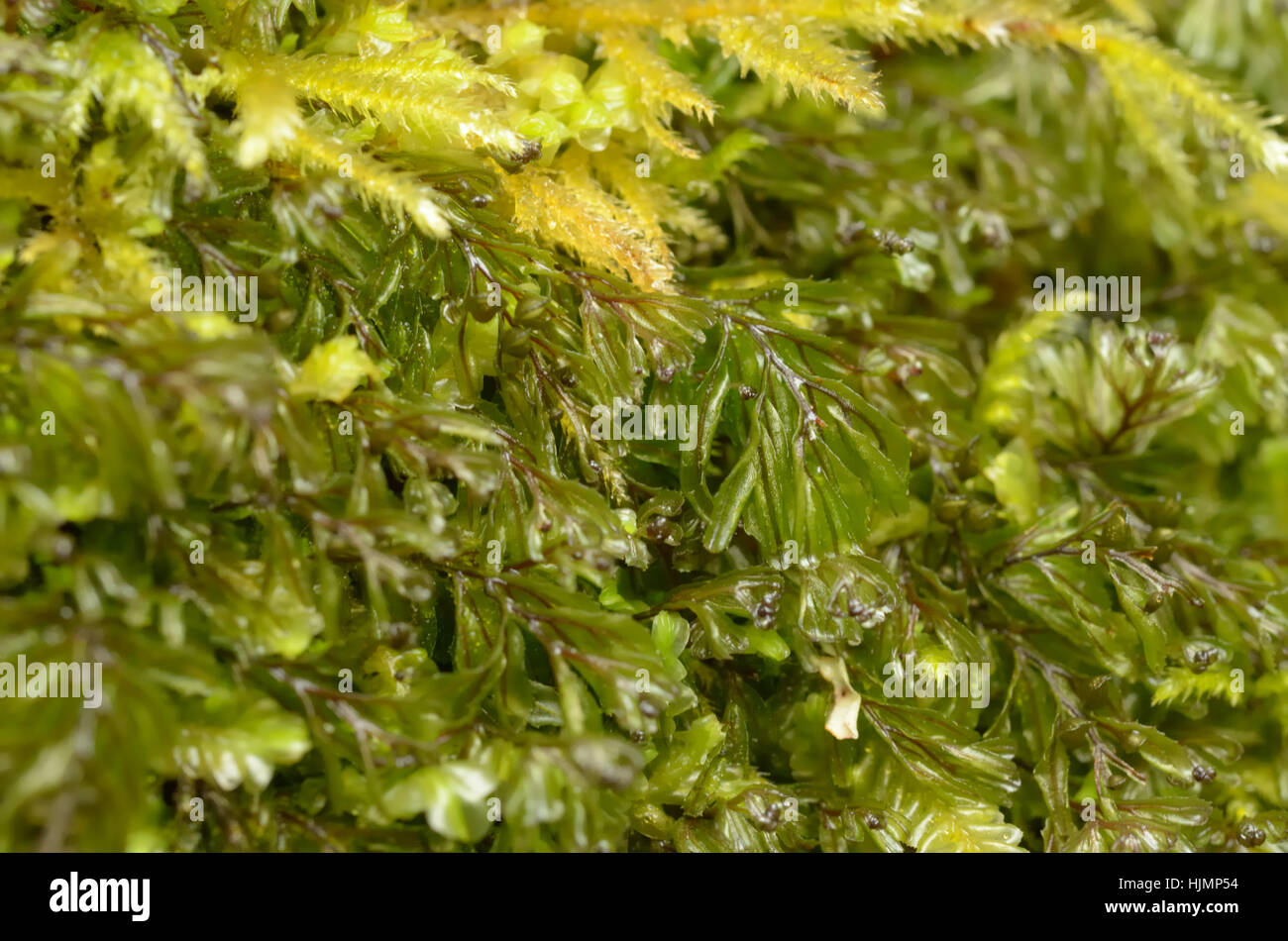 Wilson's Filmy-fern, Hymenophyllum wilsonii Stock Photo