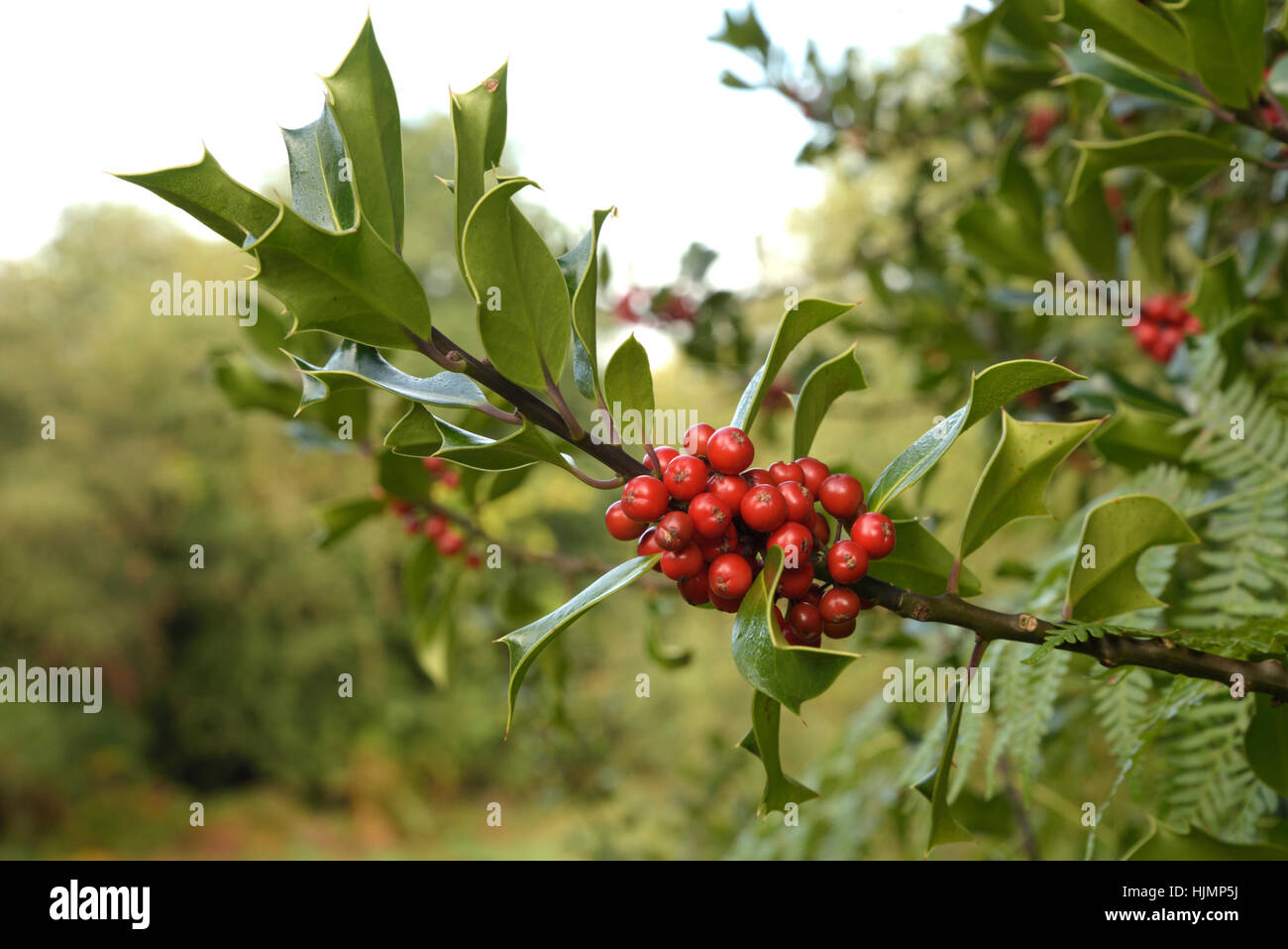 Holly, Ilex aquifolium Berries Stock Photo