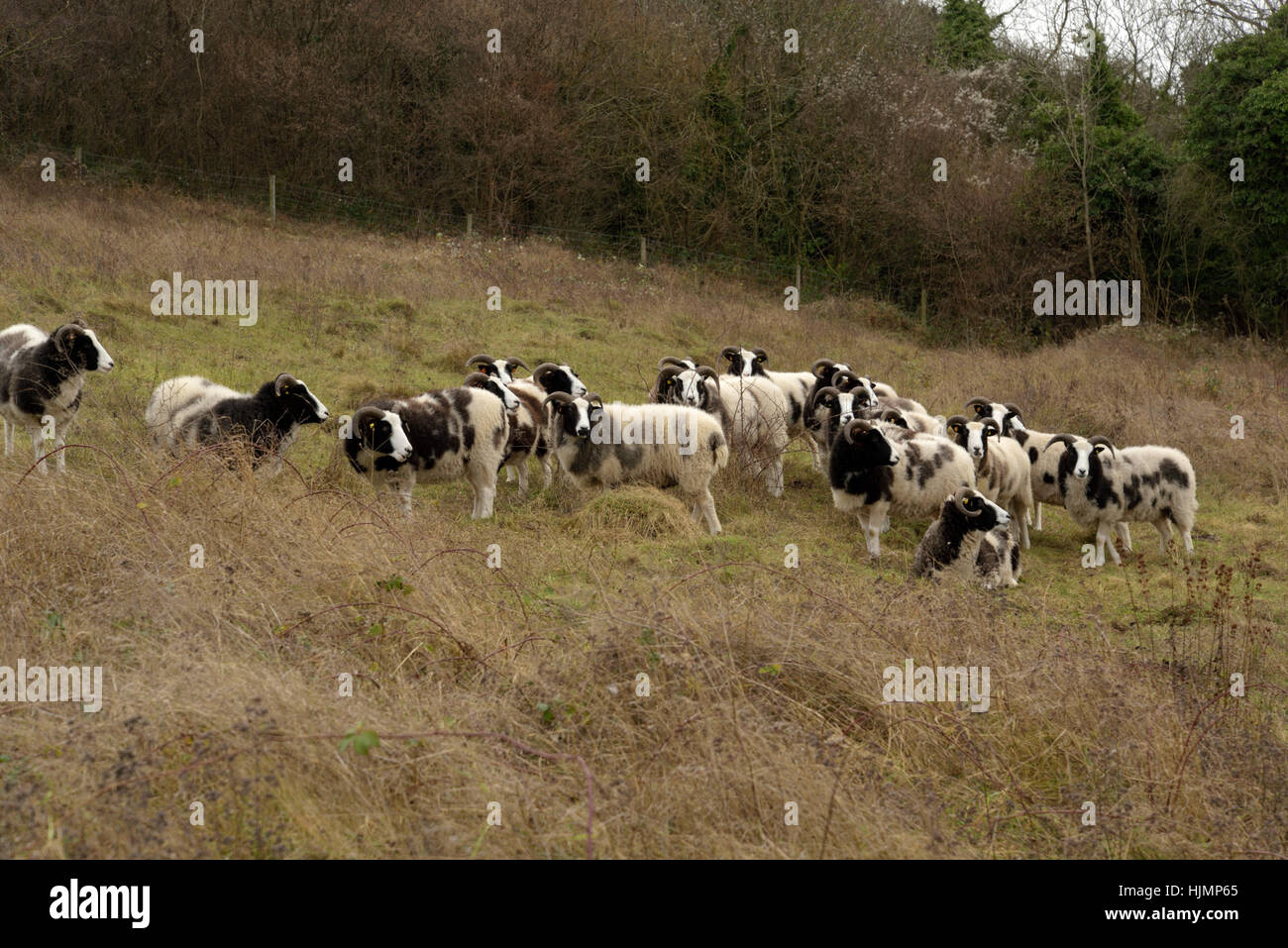 Jacob Sheep on Riddlesdown Stock Photo