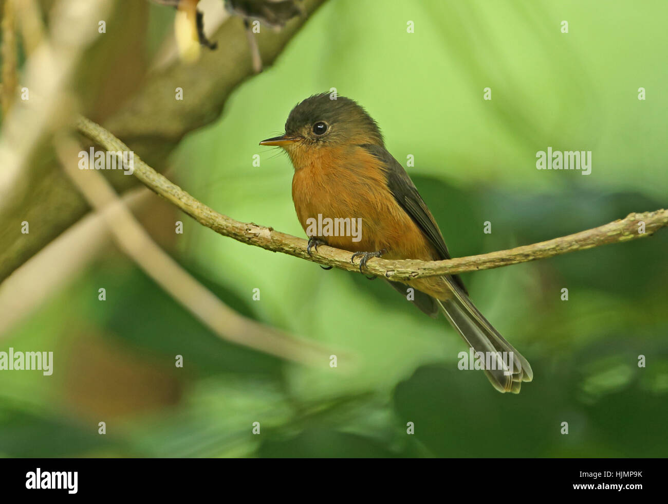 St Lucia Pewee (Contopus latirostris) adult perched on branch  Praslin, St Lucia, Lesser Antilles    December Stock Photo