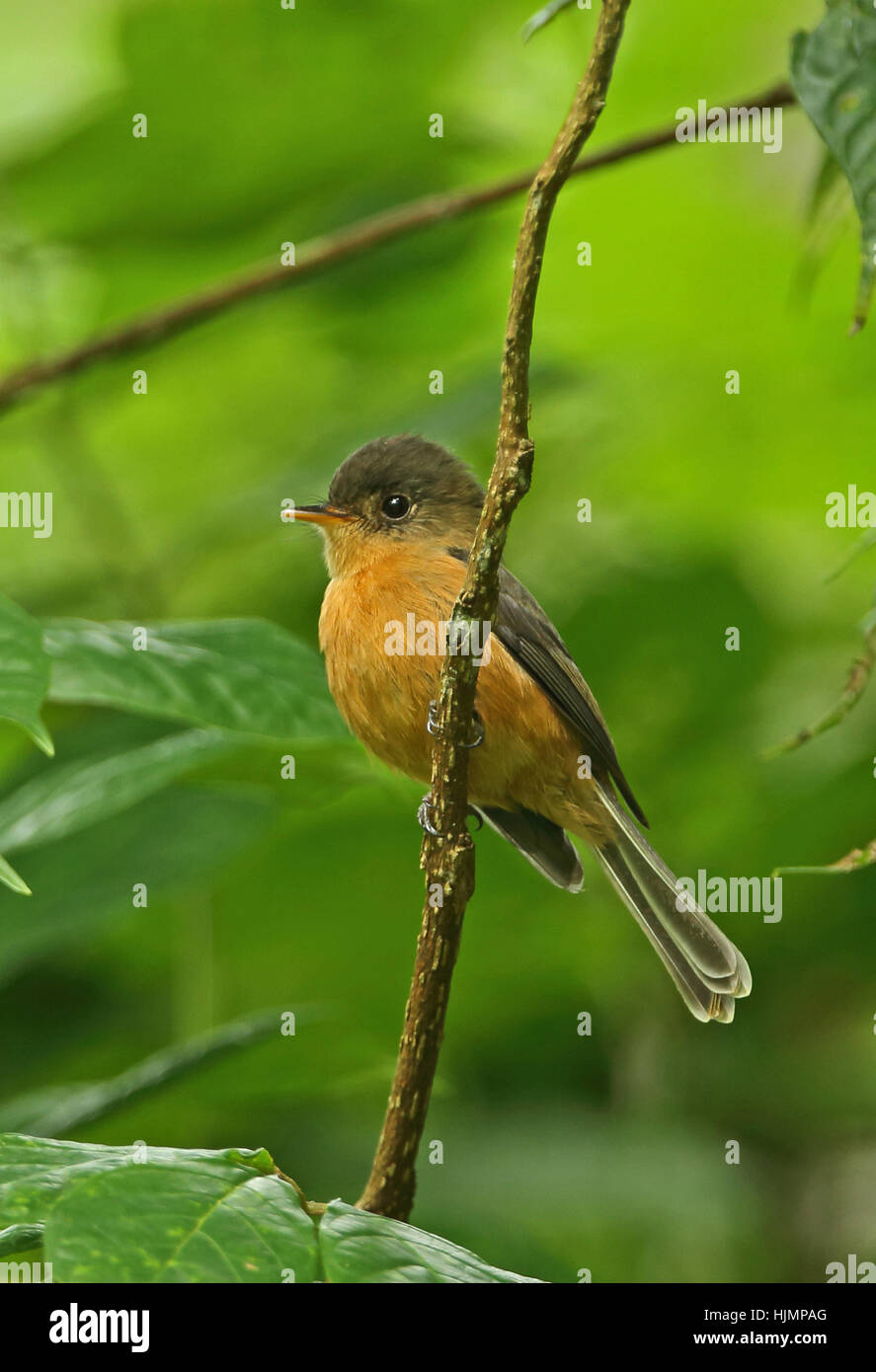 St Lucia Pewee (Contopus latirostris) adult perched on branch   Praslin, St Lucia, Lesser Antilles    December Stock Photo
