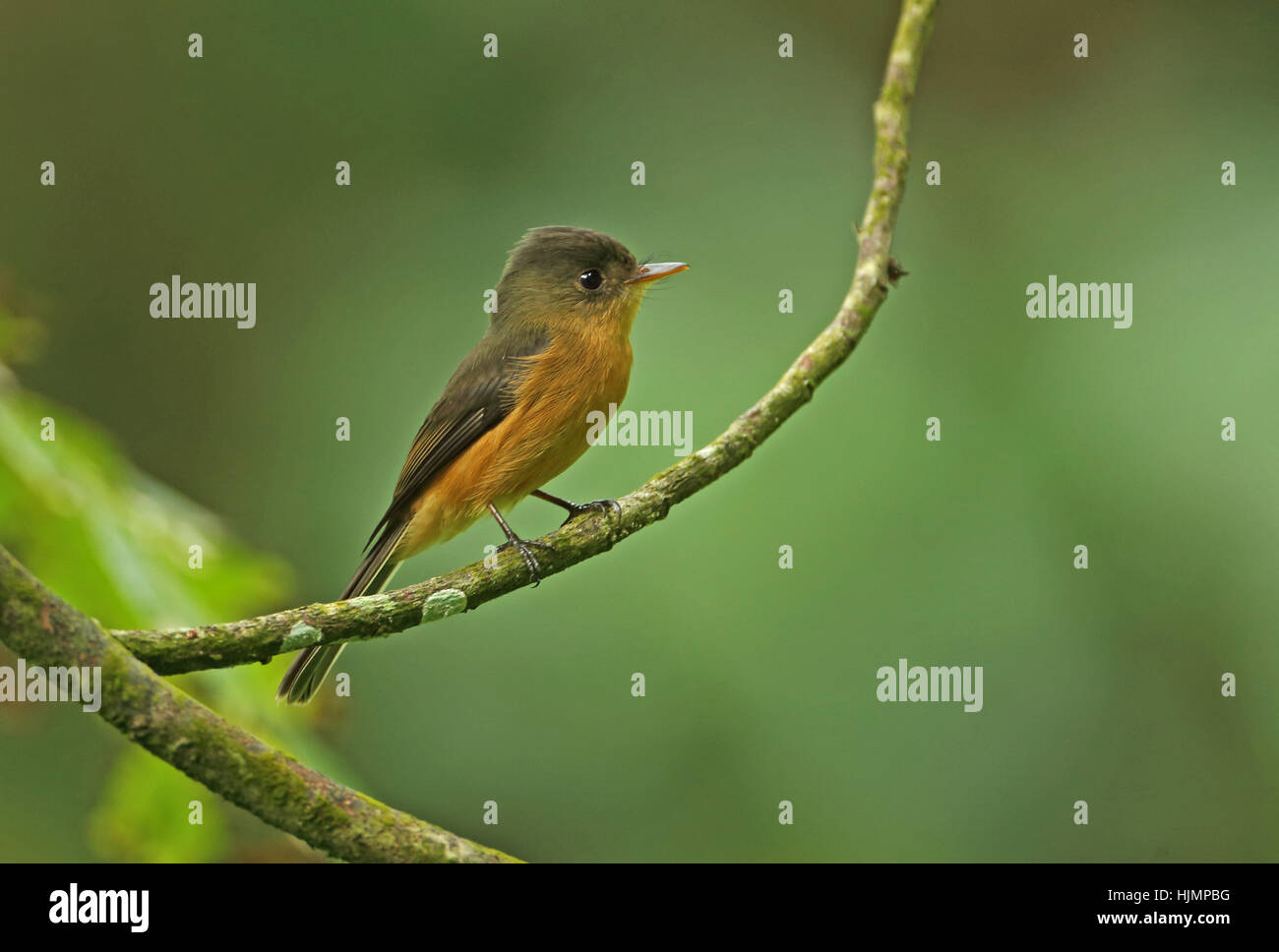 St Lucia Pewee (Contopus latirostris) adult perched on branch    Praslin, St Lucia, Lesser Antilles    December Stock Photo