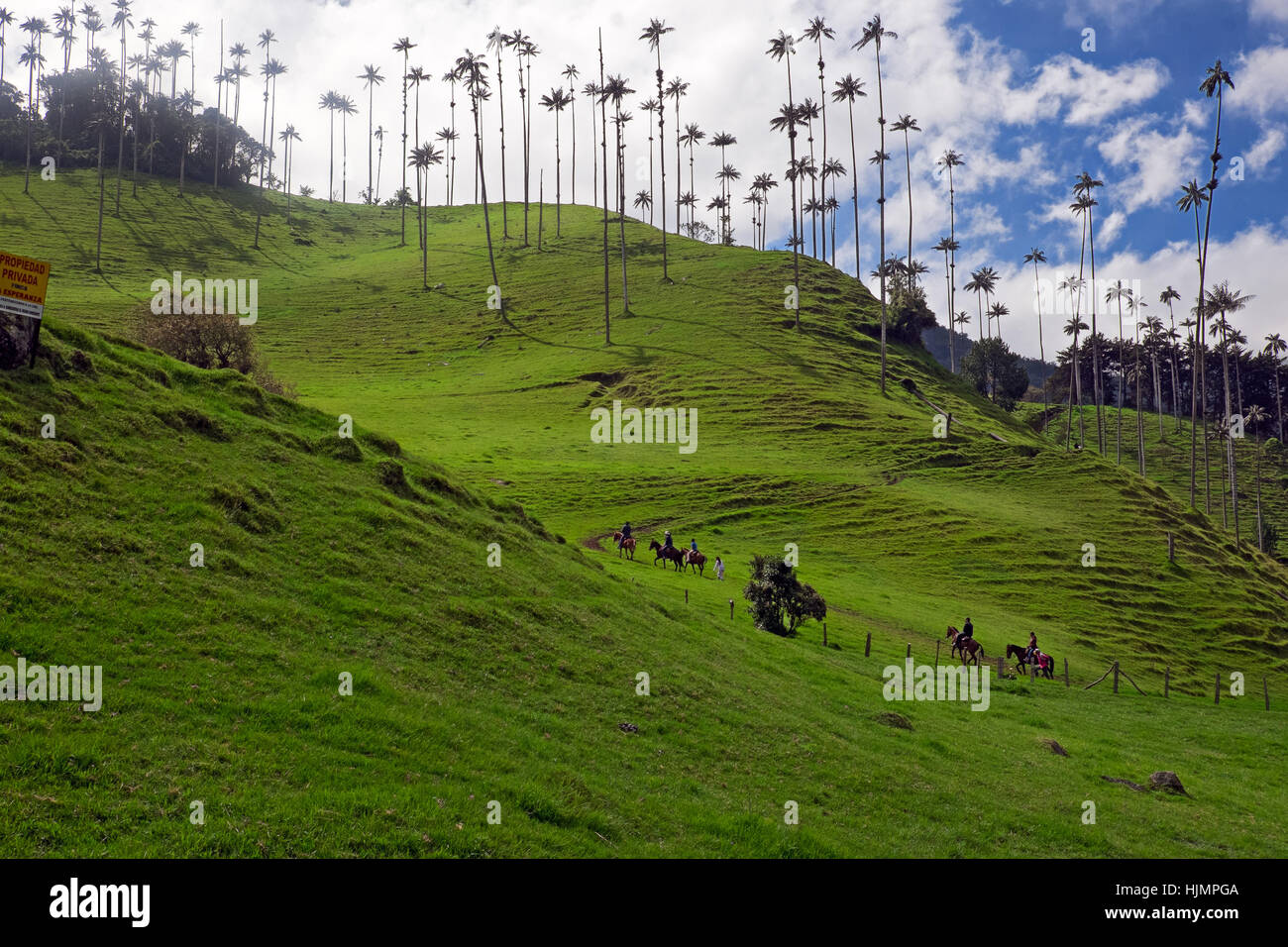 The Cocora Valley (Salento, Quindío), Colombia Stock Photo