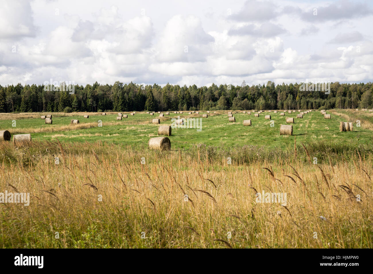 rolls of hay in green field in country Stock Photo - Alamy
