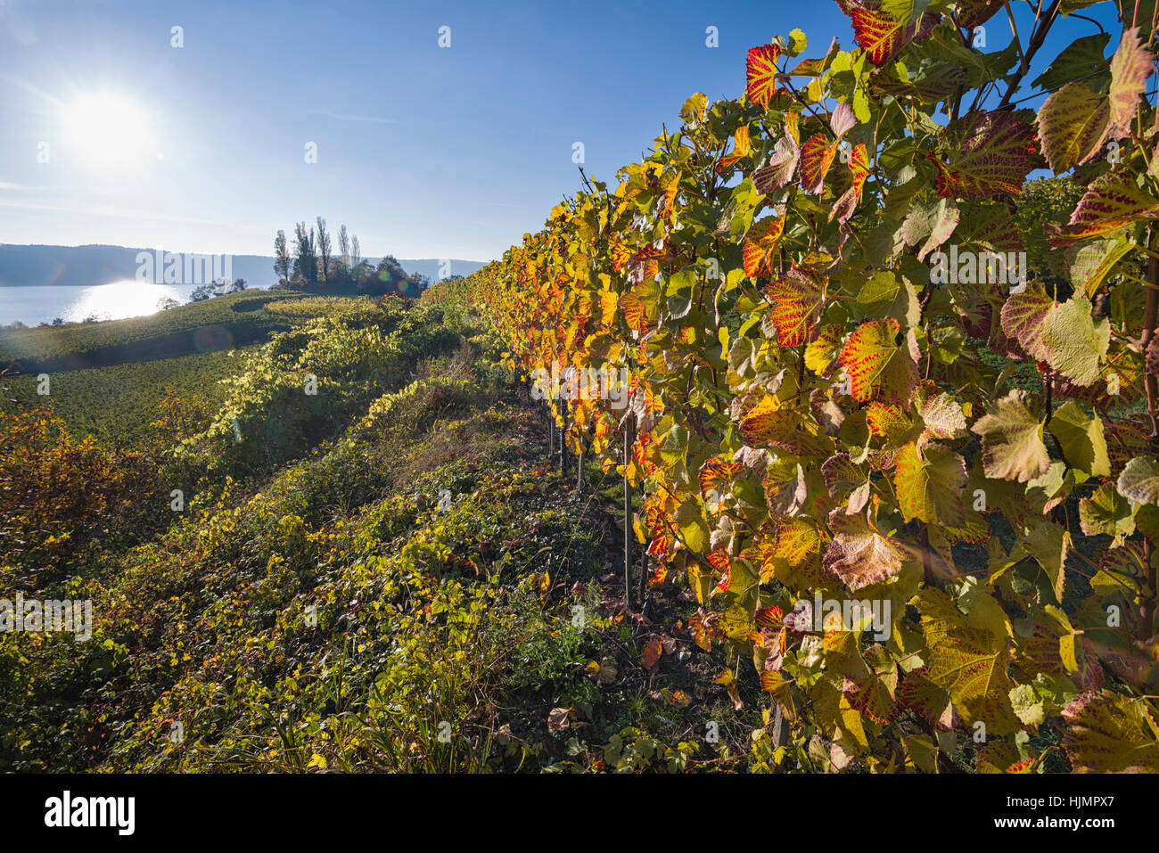 Germany, Ueberlingen, vineyards in autumn Stock Photo