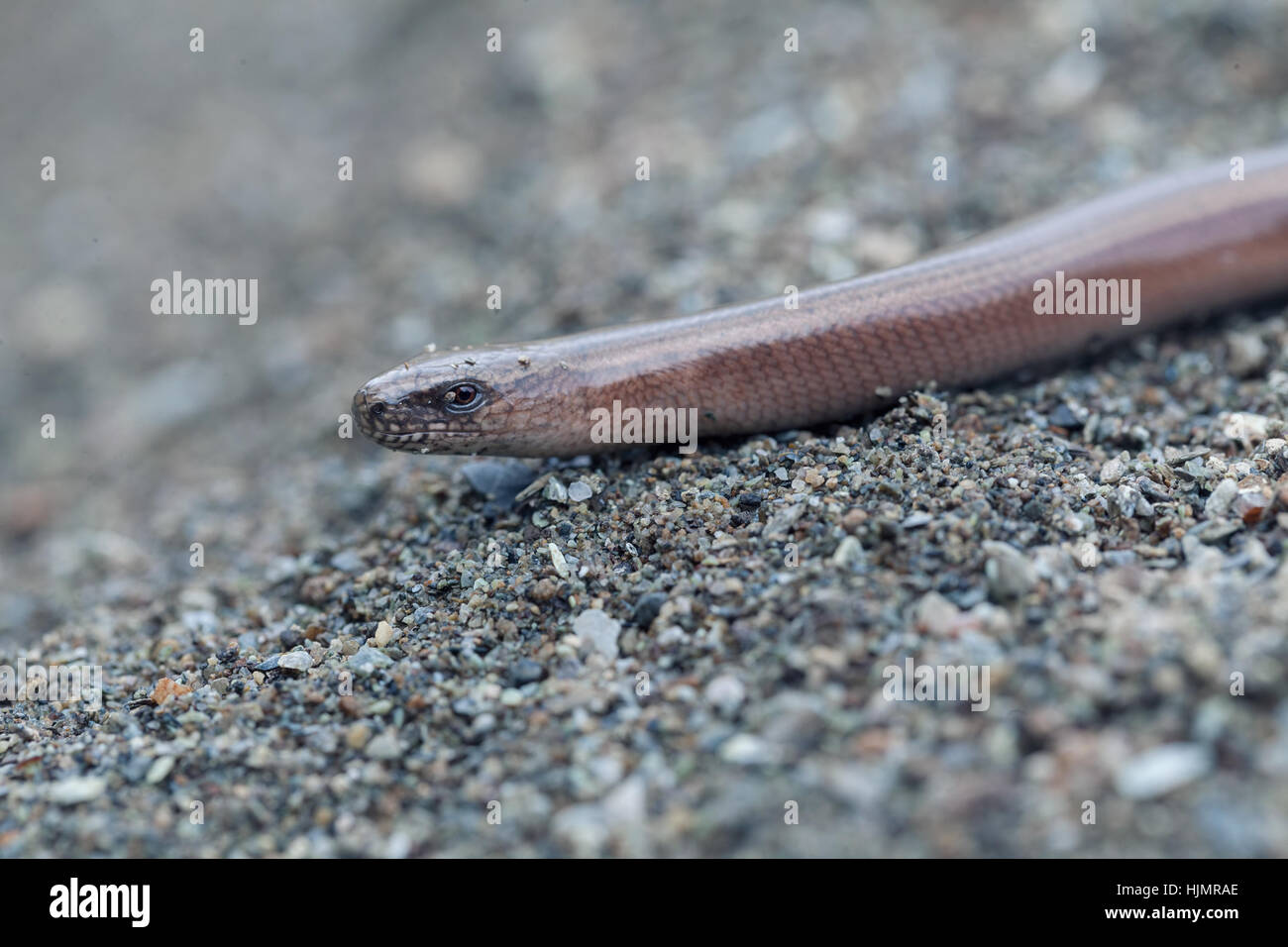blindworm on a rock in nature, note shallow depth of field Stock Photo