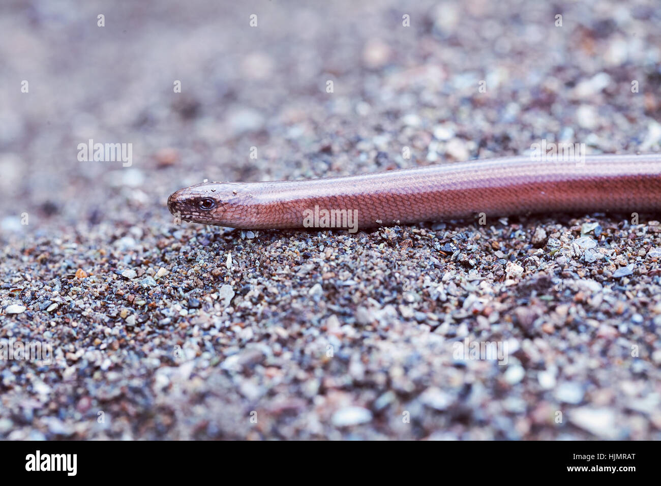 blindworm on a rock in nature, note shallow depth of field Stock Photo