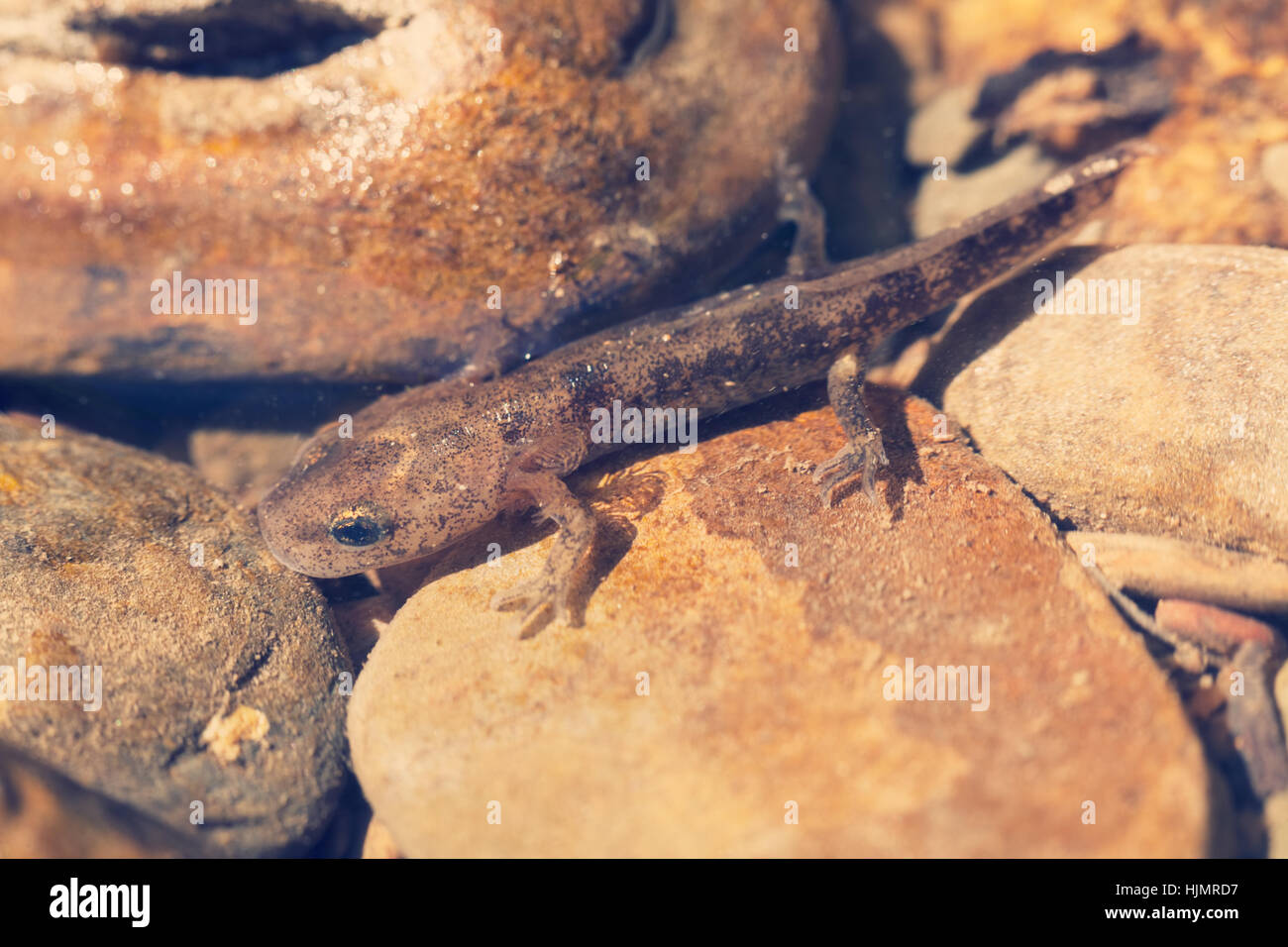 salamander larva among stones, note shallow depth of field Stock Photo