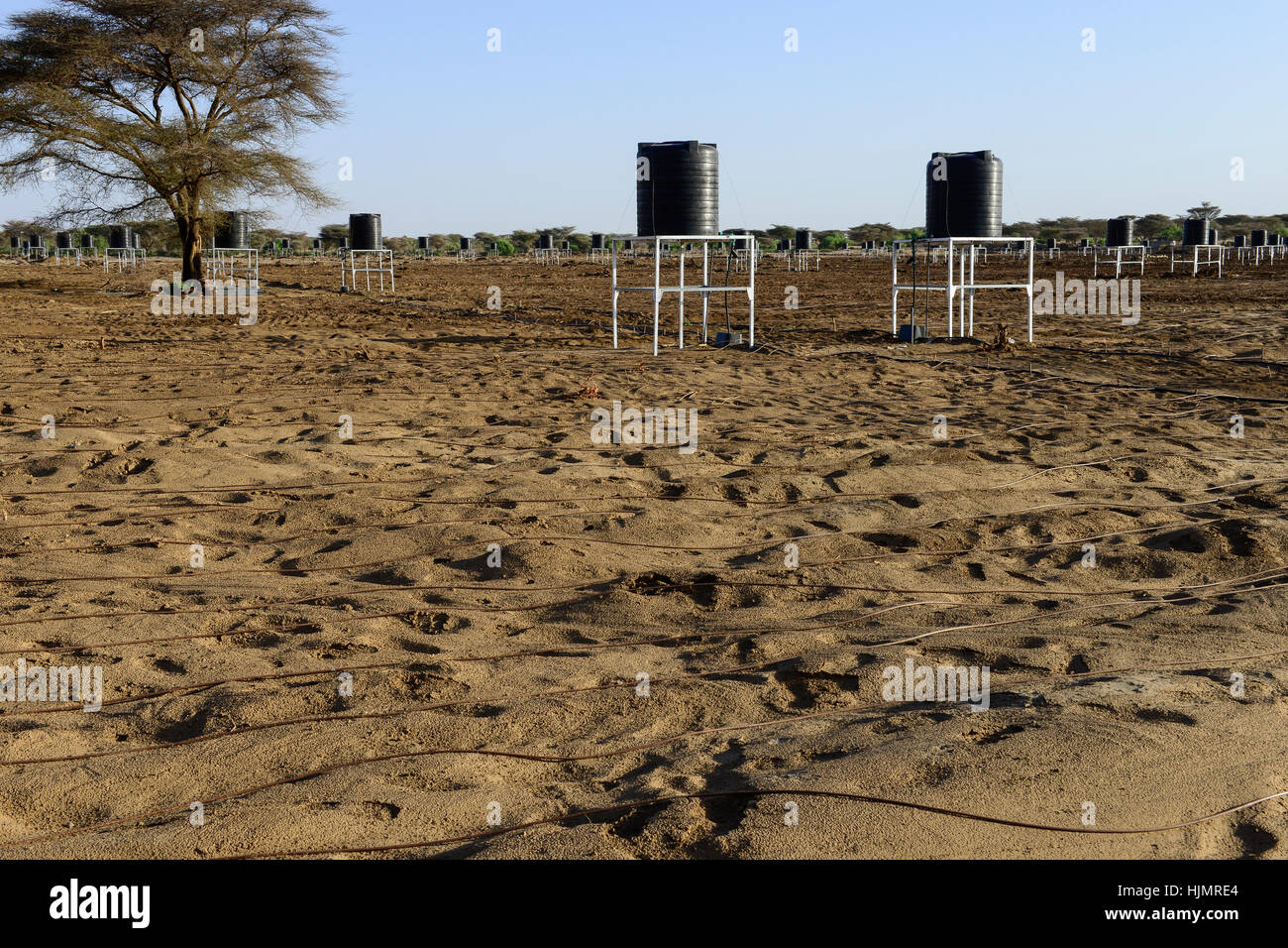 KENYA, Lodwar, 65 accres NAPUU drip irrigation scheme by the county government, the water is