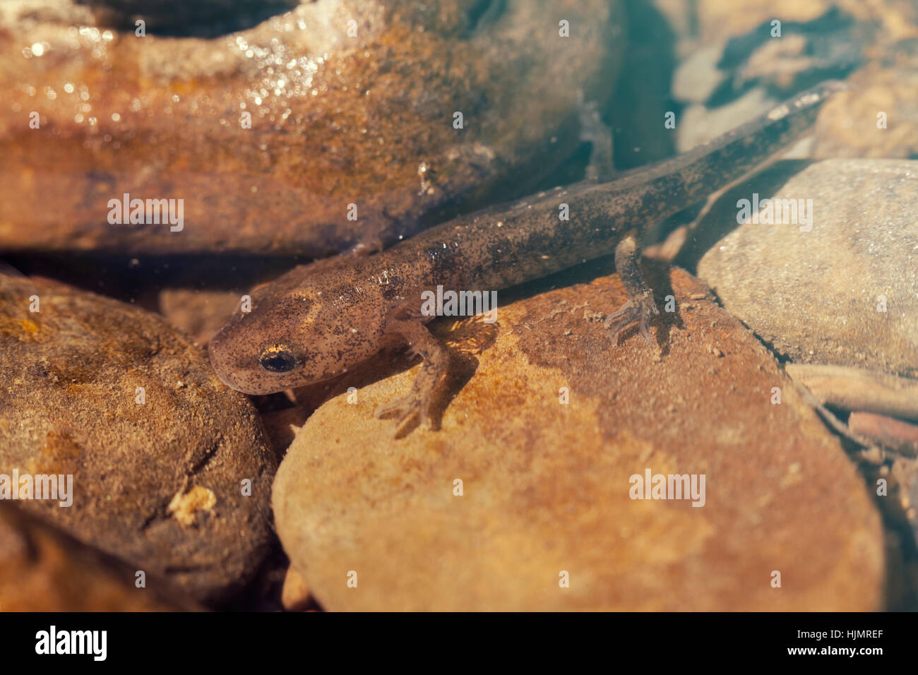 salamander larva among stones, note shallow depth of field Stock Photo