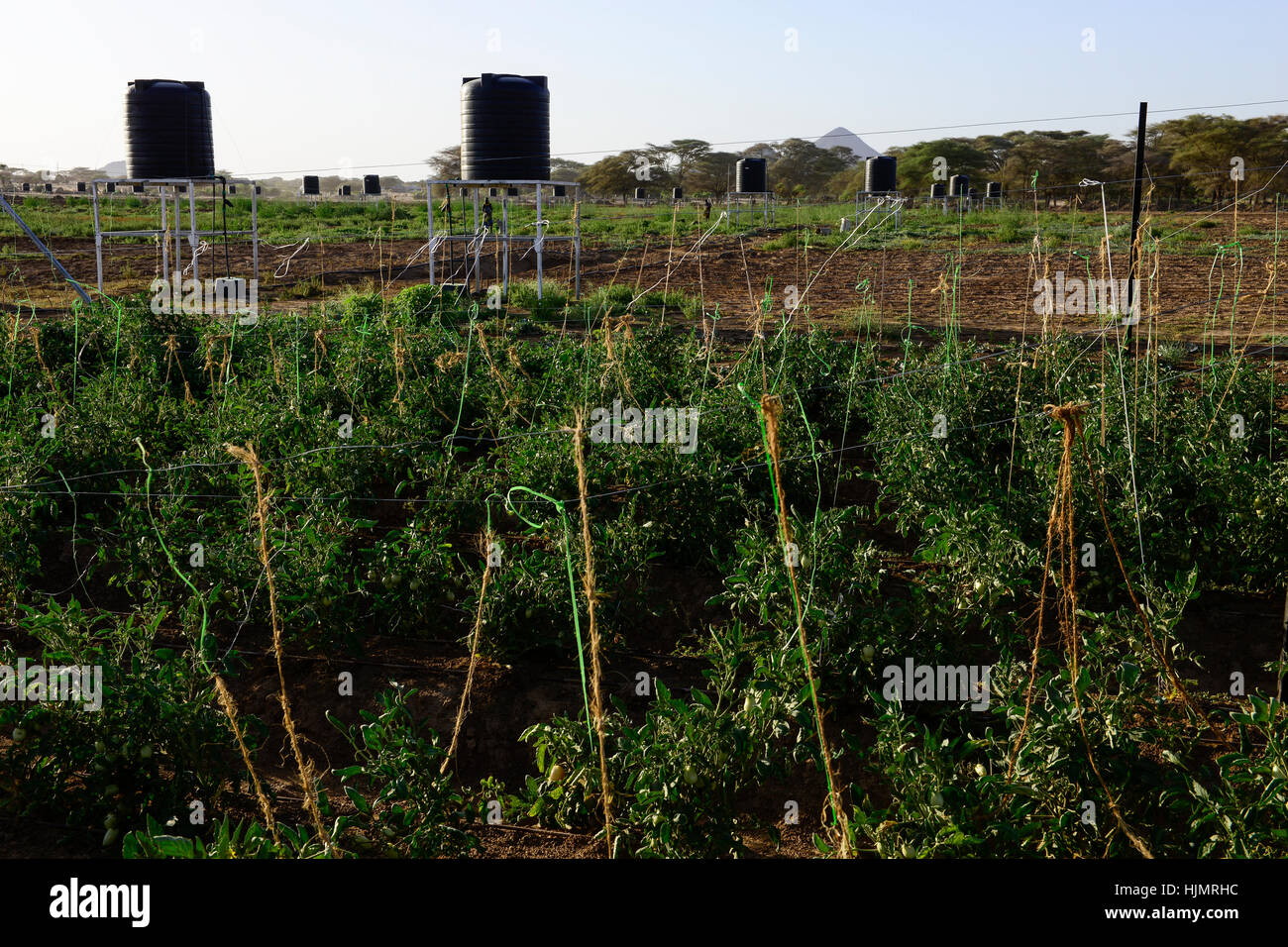 KENYA, Lodwar, 65 accres NAPUU drip irrigation scheme by the county