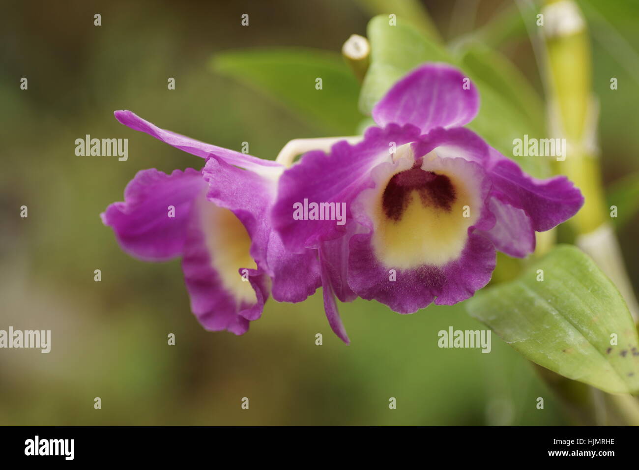 Dendrobium 'Super Star Orient' Stock Photo