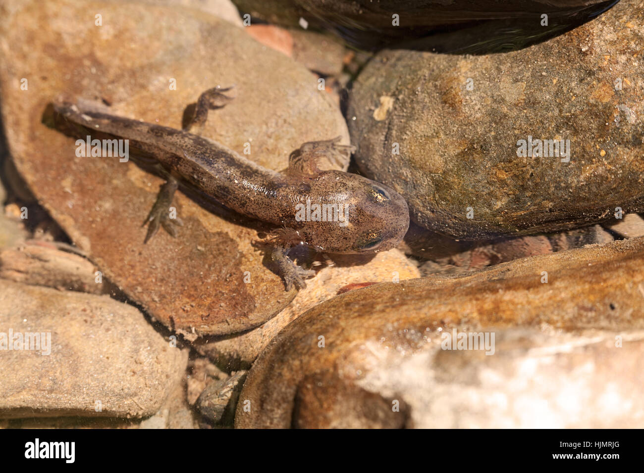 salamander larva among stones, note shallow depth of field Stock Photo