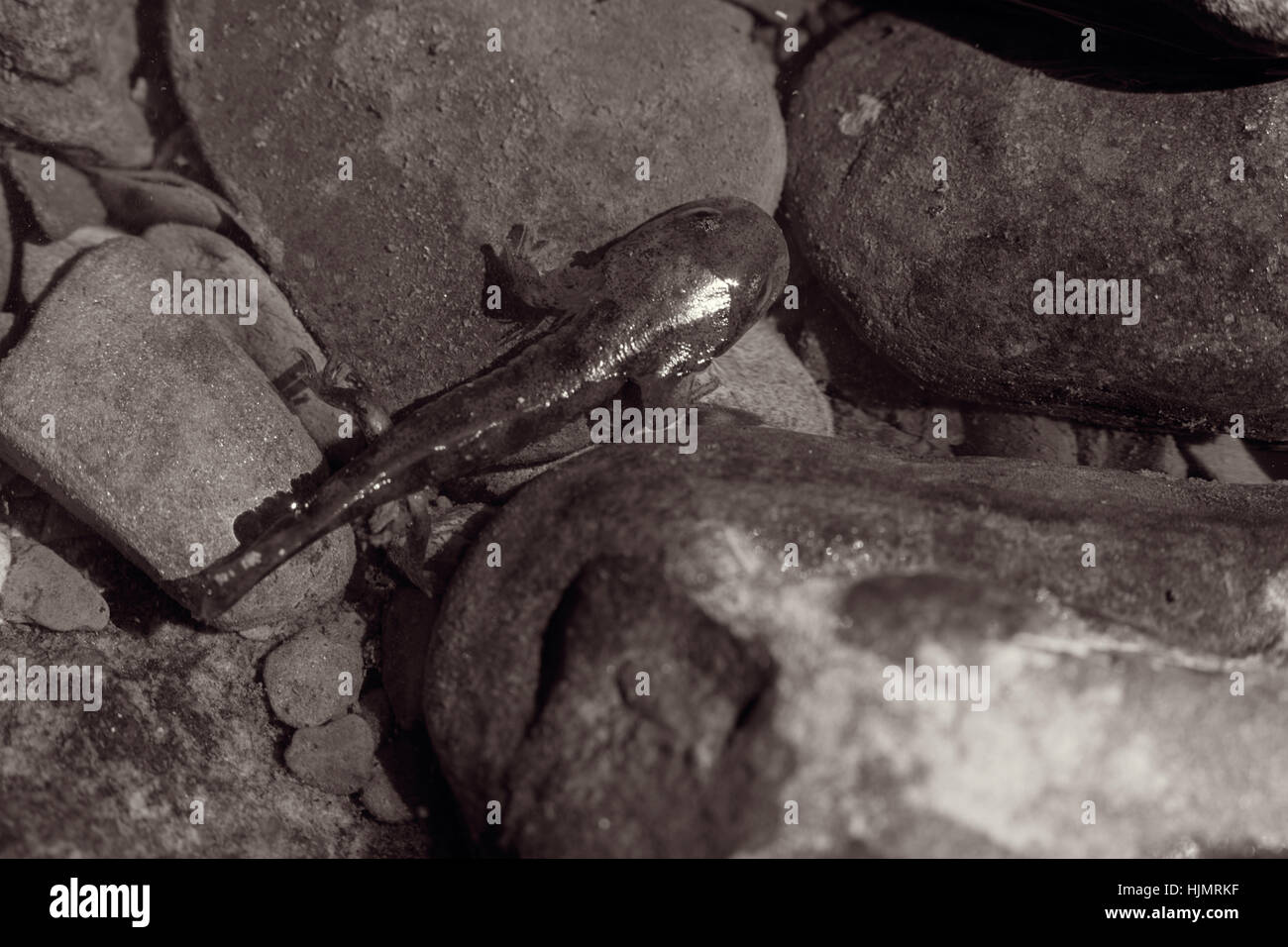 salamander larva among stones, note shallow depth of field Stock Photo
