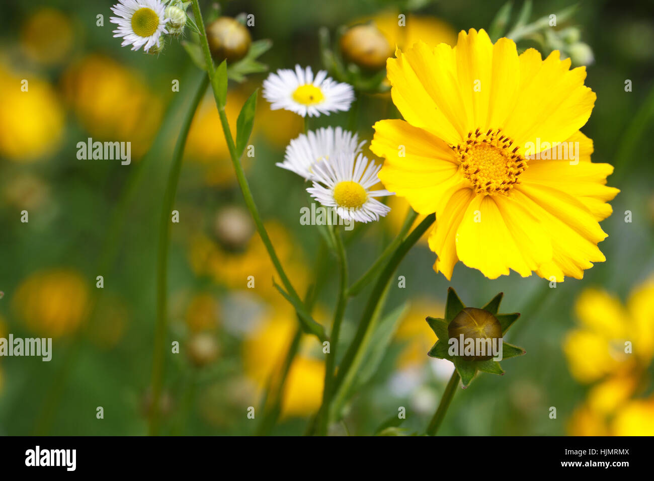Beautiful floral background of yellow coreopsis flower and wild flowers outdoor. horizontal Stock Photo