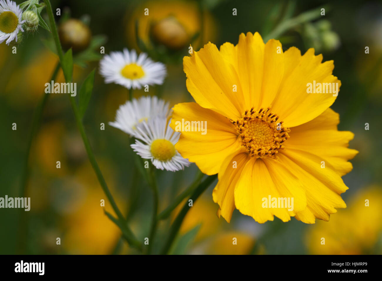 Beautiful yellow coreopsis flower close-up on a background of wild flowers outdoor. horizontal Stock Photo