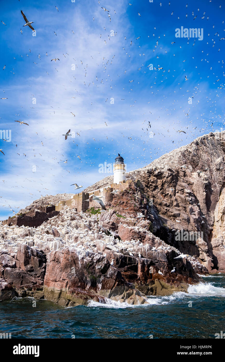 UK, Scotland, East Lothian, lighthouse on Bass Rock and a colony of Northern Gannets Stock Photo