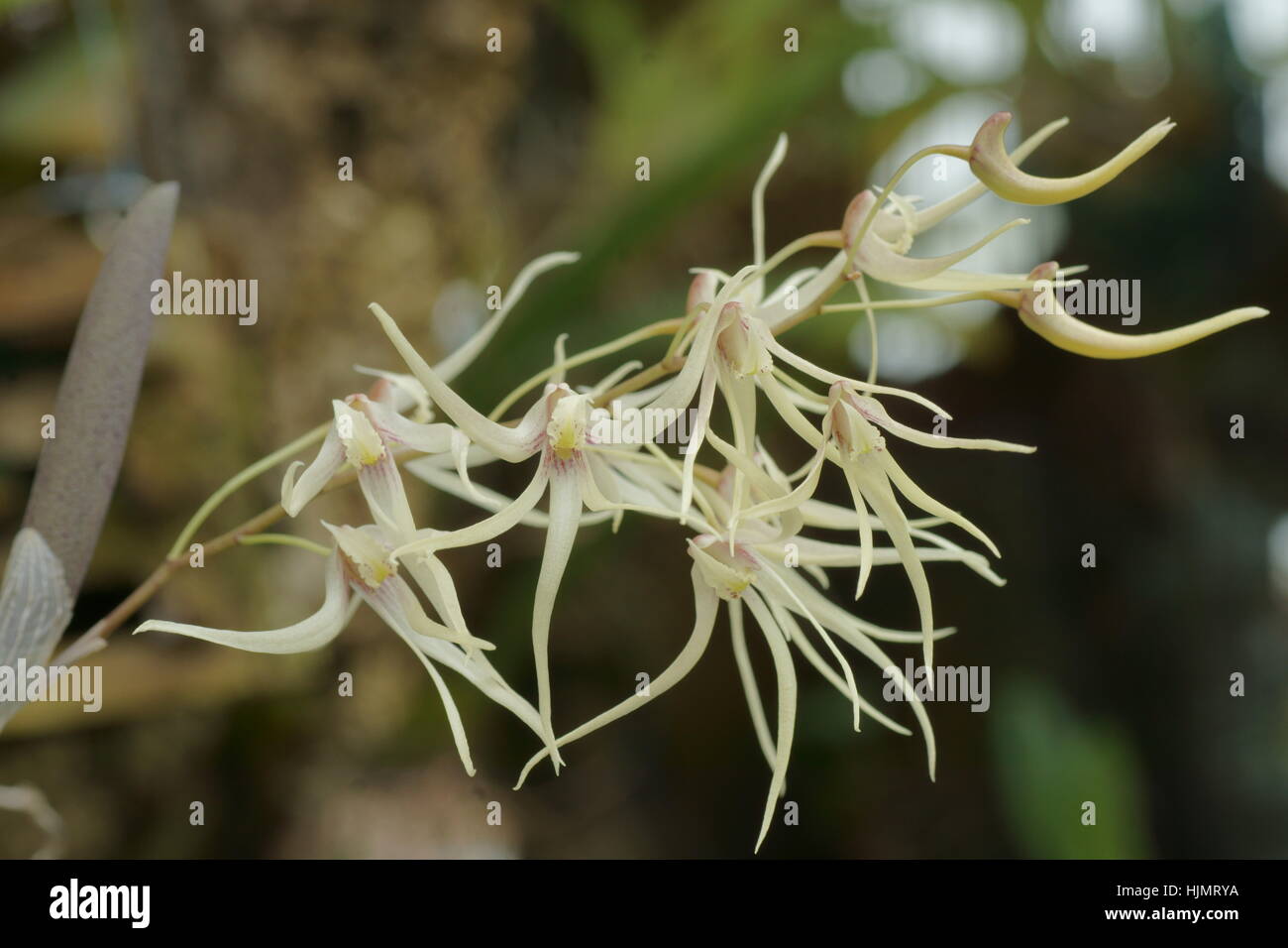 Dendrobium x grimesii Stock Photo