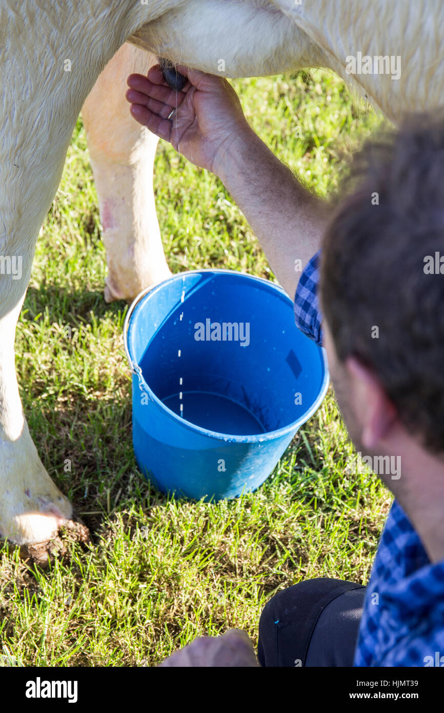 Milking a cow by hand hires stock photography and images Alamy
