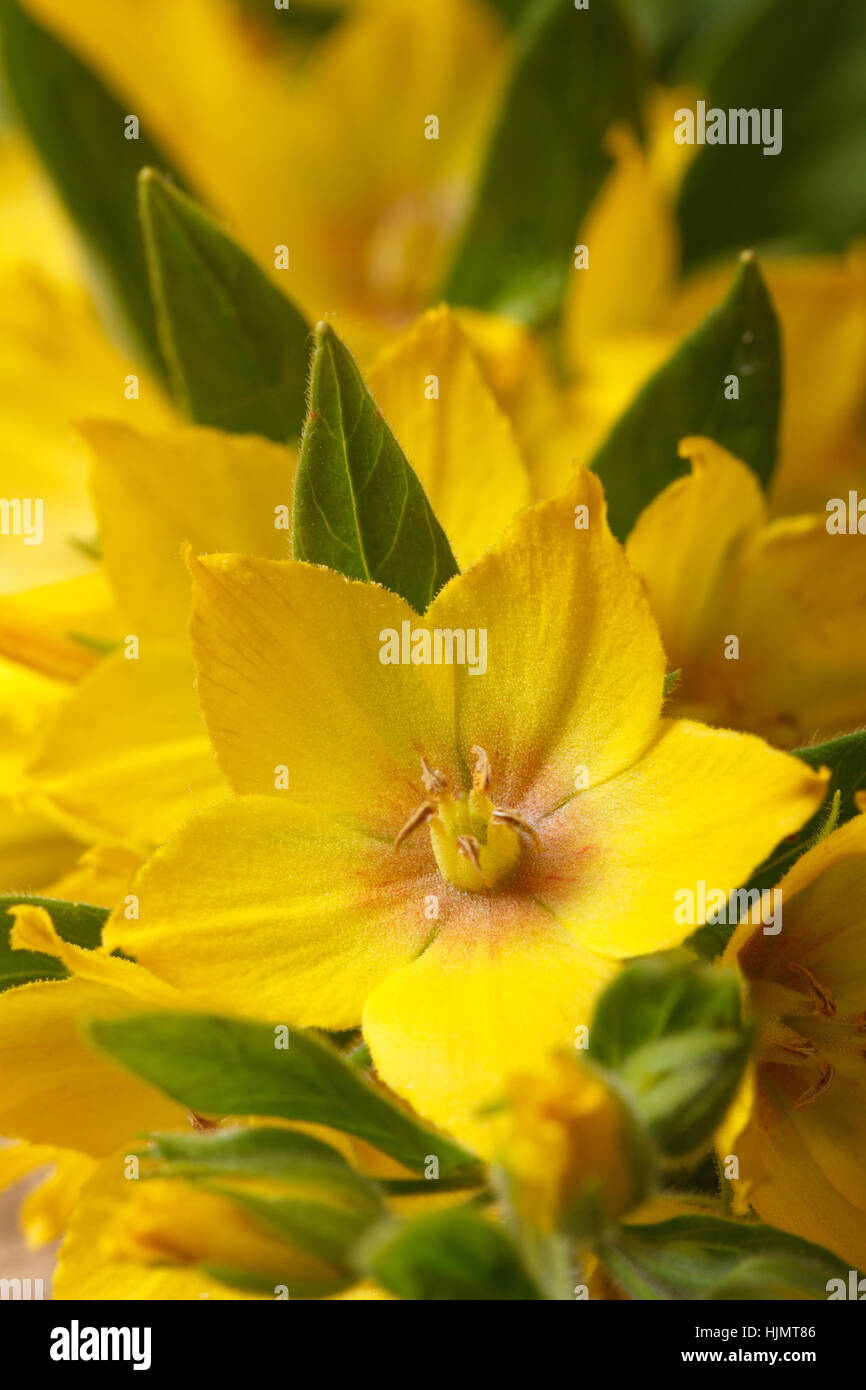 beautiful yellow flowers Lysimachia punctata macro vertical Stock Photo