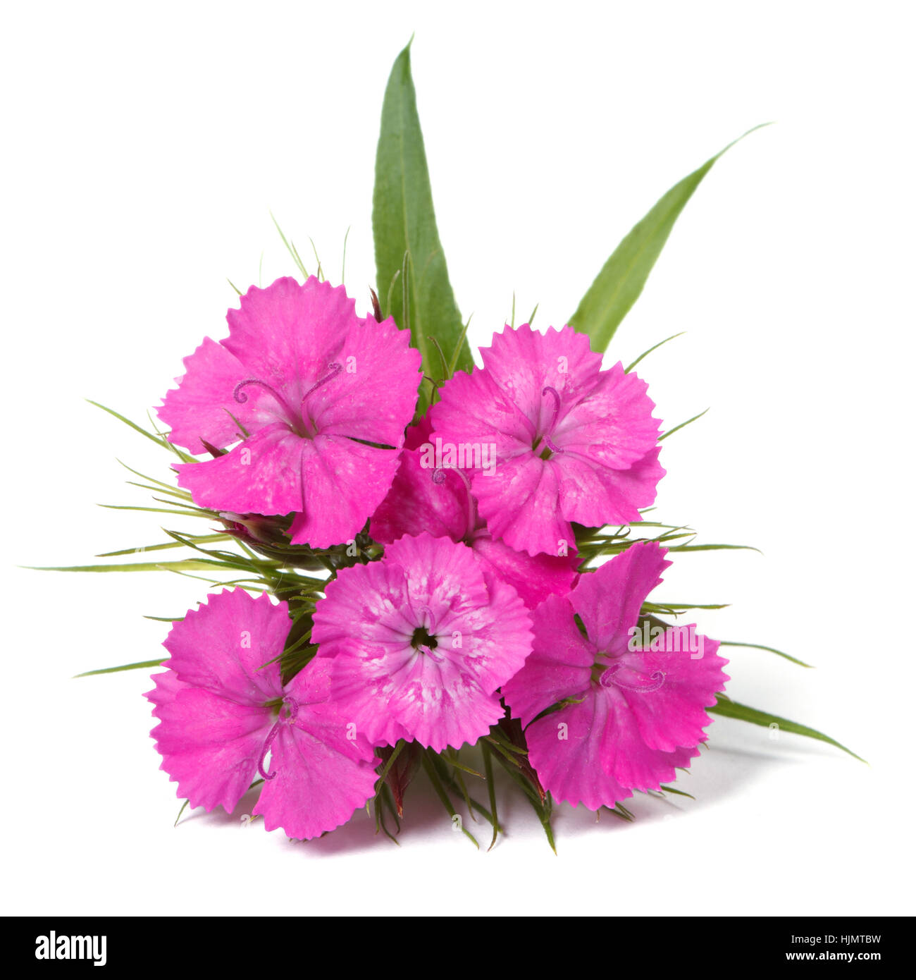 Dianthus barbatus pink flowers isolated on white background closeup Stock Photo