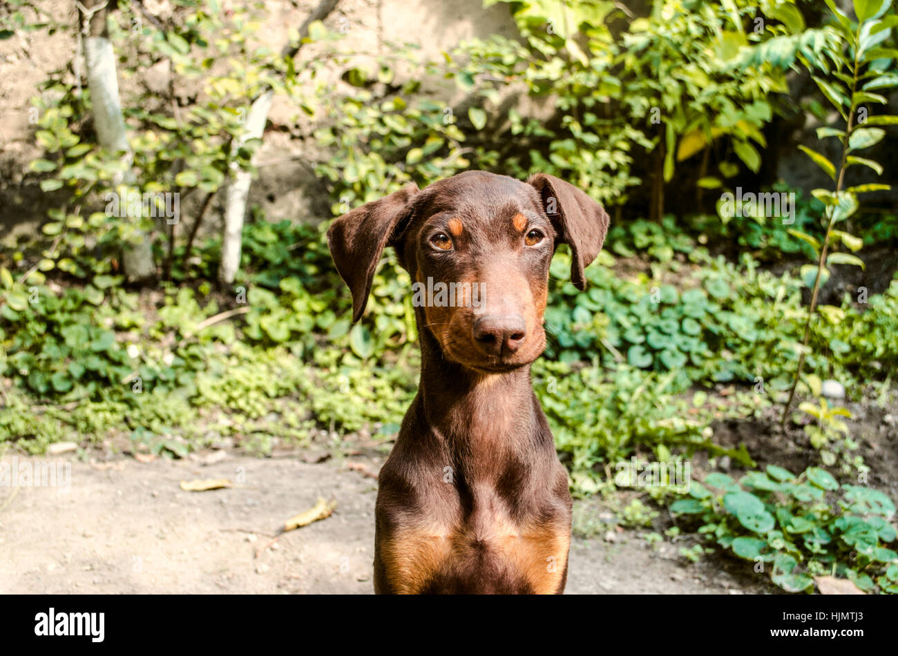 Portrait smart puppy Doberman a seated under the trees Stock Photo