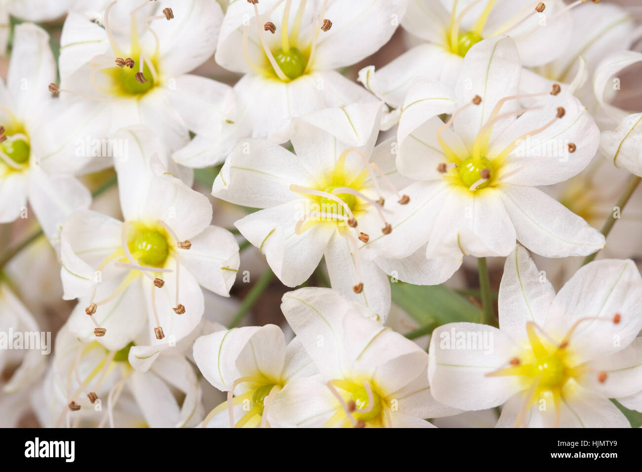 Delicate flowers eremurus macro. floral background Stock Photo