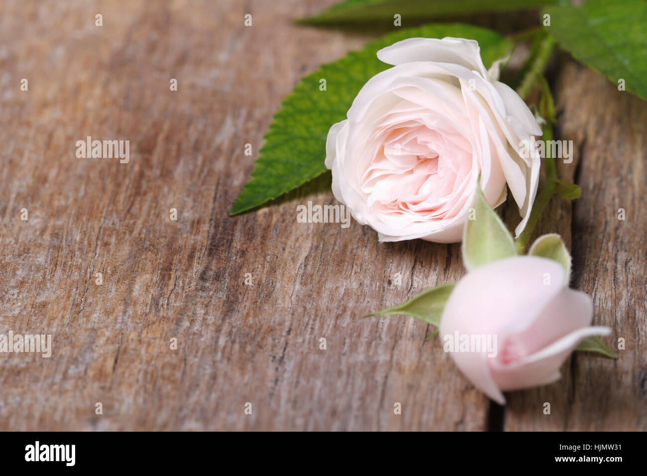 Delicate floral frame from pink roses closeup. horizontal Stock Photo