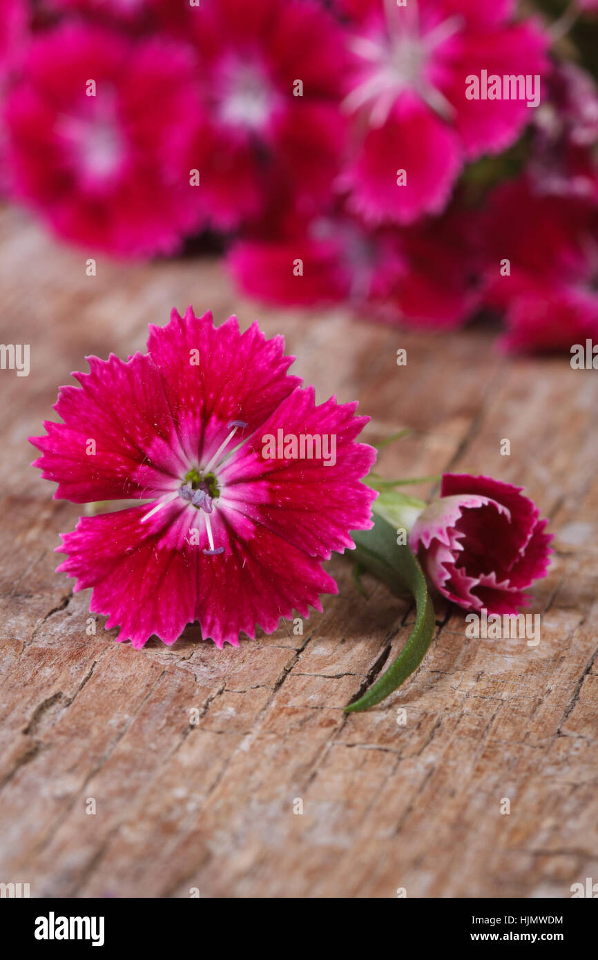 bright pink sweet william flower close up on an old table vertical Stock Photo